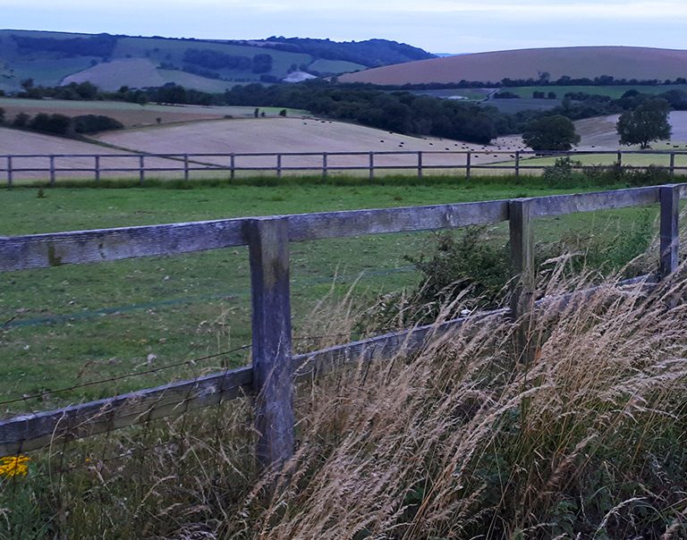 Southdowns